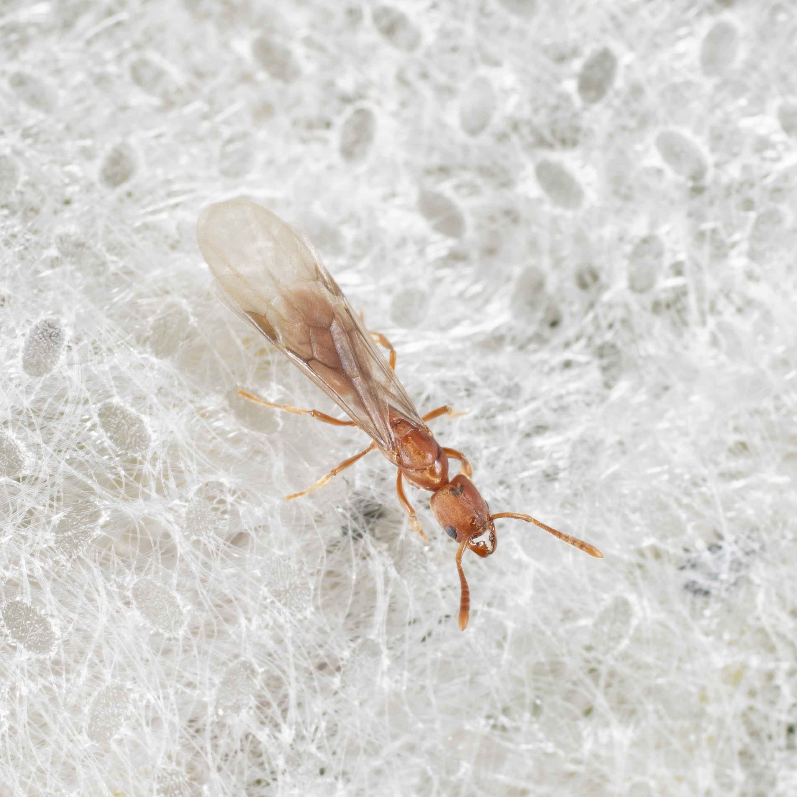Formicidae: Cryptopone ochracea?
